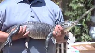 Dozens of Dangerous Reptiles Confiscated in Raid on Home [upl. by Ehcropal]