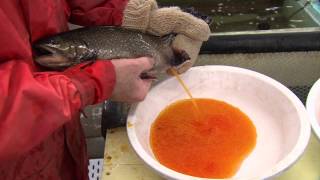 Nova Scotia Fishing Hatcheries [upl. by Lhok874]