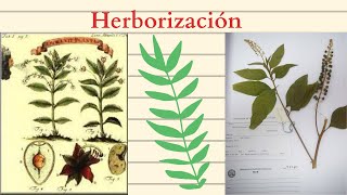 Proceso de Herborización TAXONOMIA VEGETAL [upl. by Celene]