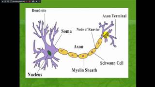 Physiological Properties of Nerve Fibers [upl. by Stalker151]