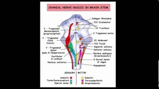 Where is the lesion Part 2 [upl. by Lem]