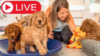 ADORABLE 5 Week Old Goldendoodle Puppies Play and Learn [upl. by Annayad]