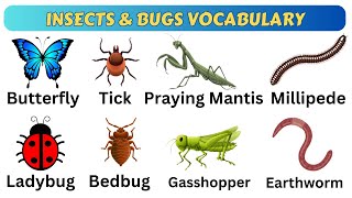 Insects amp Bugs Vocabulary with Pictures amp Pronunciation in 4 mins  40 Insects Name in English [upl. by Safire]