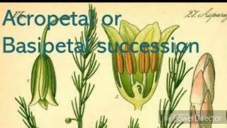 acropetal or besipetal succession [upl. by Demp]