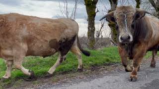 Jourdain  Film Aubrac [upl. by Mcdougall]