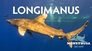 Oceanic Whitetip Shark AKA Longimanus [upl. by Tamis]