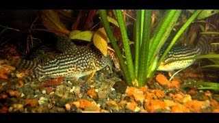 Aquarium Нерест Corydoras sterbae [upl. by Rehpotsirahc292]