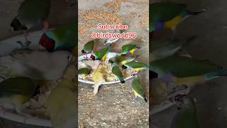 Cute finches eating soft food birds youtube parrot finch birdslover [upl. by Eelyek]