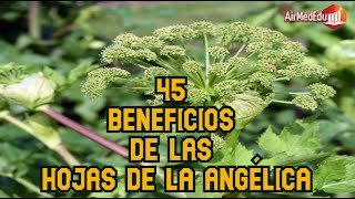 45 Beneficios de las hojas de ANGÉLICA o Angelica archangelica [upl. by Evelin]