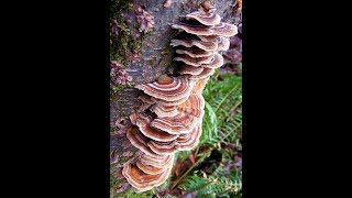 🦃 Turkey Tail Mushroom Neutropenia  Immune System Booster [upl. by Atneuqal]