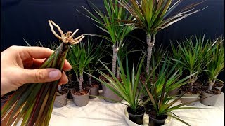 How to grow Dracaena plants from cuttings [upl. by Ellwood576]