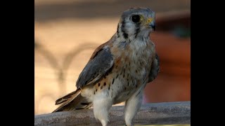 Peregrine Falcon Arizona Sanuctary1001 [upl. by Adilem]