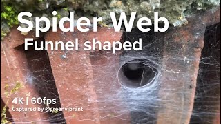 Amazing Spider Funnel Shaped Web  Cinematic 4K 60fps [upl. by Aztiray657]