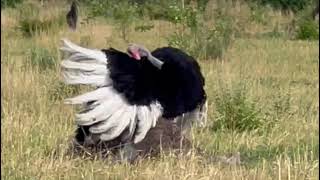 Savanna Ballet Ostrich Mating Dance [upl. by Anay181]