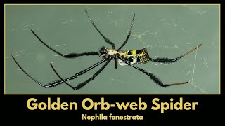 Beautiful GOLDEN ORBWEB SPIDER female Nephila fenestrata [upl. by Atsirt]