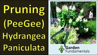 Pruning PeeGee Hydrangea Panicluata Shrub in Spring Best flowering and control height [upl. by Annad501]