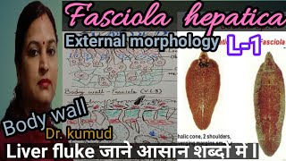 Fasciola hepaticaLiver Fluke External Structure amp Body Wall detailsBSc1stGICआसान शब्दों में [upl. by Sillsby752]