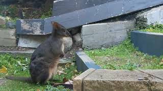 Tasmanian pademelon [upl. by Haleelahk]