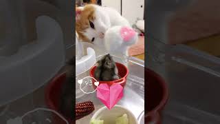 Animal friendshipdogcatpetsanimalsBest funniest animal videos of the week2024kittenfunny dog [upl. by Mcculloch]