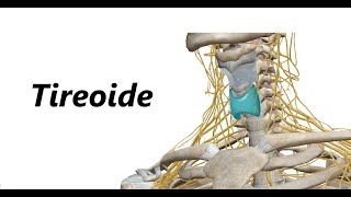 Tireoide em 3D [upl. by Elwyn]