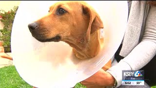 Dog in quarantine after woman dog bitten in San Luis Obispo neighborhood [upl. by Sochor209]