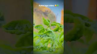 🇮🇳🍀Farming reels ❤️instareels instagood youtubereels khetibadilife villagelife farmerslife [upl. by Amalburga]