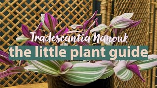 Tradescantia Nanouk Plant Guide  Tradescantia Fluminensis Nanouk tradescantia plantcare [upl. by Aiksas]