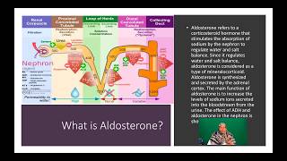 Renin Angiotensin Aldosterone System RAAS  Part Two [upl. by Llenej]