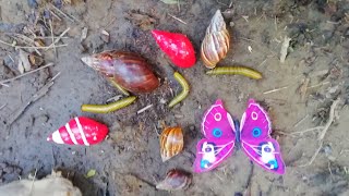 Mencari luwing kaki seribu siput bekicot siput warna warni belalang Kupu kupu di kebun pisang [upl. by Sammy]