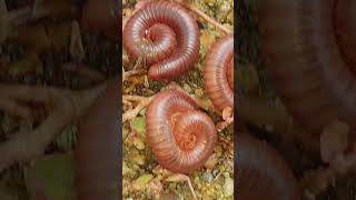 Baby Millipede Care Secrets Revealed in 24 Hours 12 [upl. by Aicilav825]