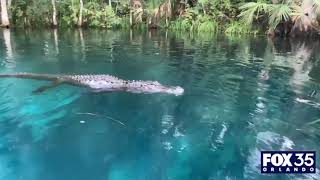 Alligator swims toward woman tries to bite paddleboard at Central Florida park [upl. by Ellary949]