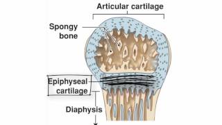 Endochondral Ossification by Kevin Petti PhD [upl. by Spancake]