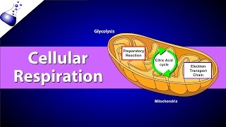 Cellular Respiration [upl. by Roye177]