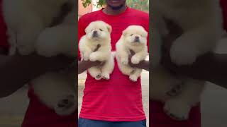 Chow Chow pappys ss kenals good quality available [upl. by Anawait]