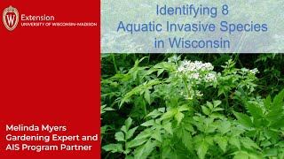 Identifying Eight Invasive Aquatic Plants in Wisconsin [upl. by Anderea]