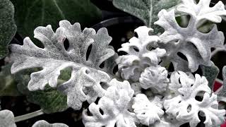 Dusty Miller plant Silver ragwort Jacobaea maritima [upl. by Yelnikcm]