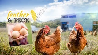 Feather amp PECK Farm  pastured free range eggs [upl. by Oreste]