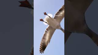 Can’t beat snow geese landing on your face snowgoose waterfowl hunting birdwatching [upl. by Stafford129]