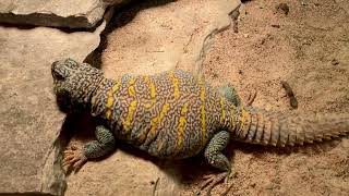 Ornate Uromastyx U ornata Blue Male [upl. by Hanoy]