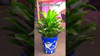 Repotting Dracaena Janet Craig  Home Garden [upl. by Ahseikal346]