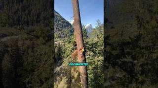 How lumberjacks cut crooked trees [upl. by Anilag]