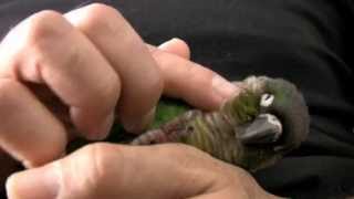 Green Cheek Conure Parrot  What they are like  Baby GCC [upl. by Albie]