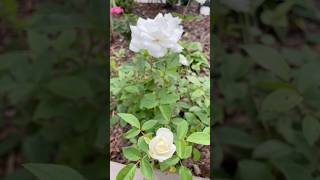 Iceberg Floribunda Rose planted a month ago Small plant many blooms roseplant whiterose kordes [upl. by Esilahs402]