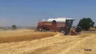 New holland L 517 Laverda segando trigo  En HD [upl. by Naicad775]