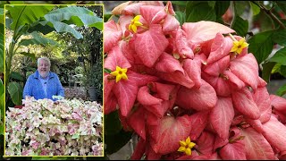 ARBUSTE TROPICAL FLEURI OU PLANTE D’INTÉRIEUR DÉCOUVREZ LE MUSSAENDA Le Quotidien du Jardin N°439 [upl. by Alviani]