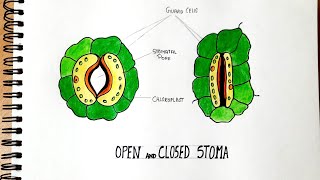 Full details Open and Closed Stoma drawing  step by step [upl. by Ravid]