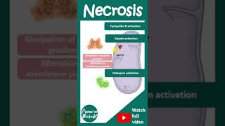 Necrosis explained in 1 minute  Pathology in 1 minutes [upl. by Sucirdor]