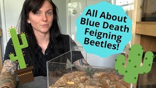 All About Blue Death Feigning Beetles [upl. by Ahsemaj339]