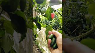 Cherry Peppers 🌶️ ytshorts youtubeshorts vegetables farming farmer youtube video [upl. by Fabi259]