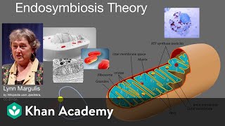 Endosymbiosis theory  Cell structure and function  AP Biology  Khan Academy [upl. by Eerual538]